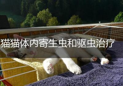 猫猫体内寄生虫和驱虫治疗