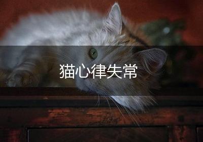 猫心律失常