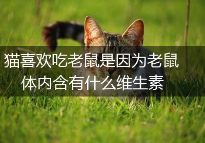 猫喜欢吃老鼠是因为老鼠体内含有什么维生素