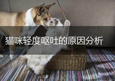 猫咪轻度呕吐的原因分析