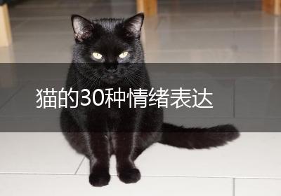 猫的30种情绪表达