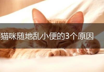 猫咪随地乱小便的3个原因