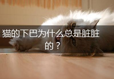 猫的下巴为什么总是脏脏的？