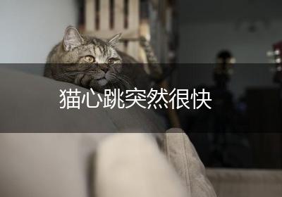 猫心跳突然很快
