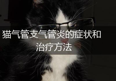 猫气管支气管炎的症状和治疗方法