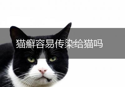 猫癣容易传染给猫吗