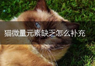 猫微量元素缺乏怎么补充