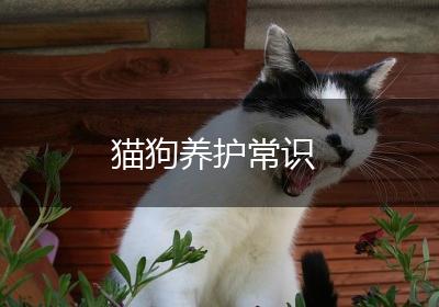 猫狗养护常识