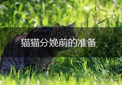 猫猫分娩前的准备