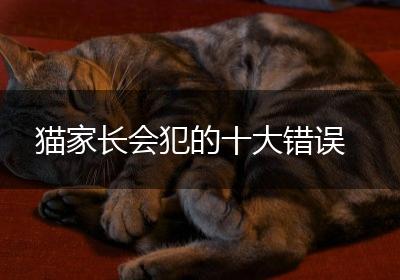 猫家长会犯的十大错误