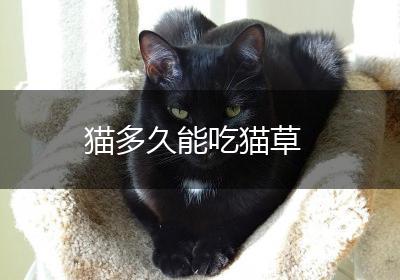 猫多久能吃猫草