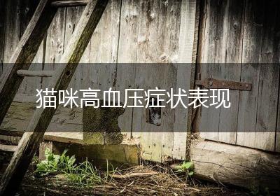 猫咪高血压症状表现
