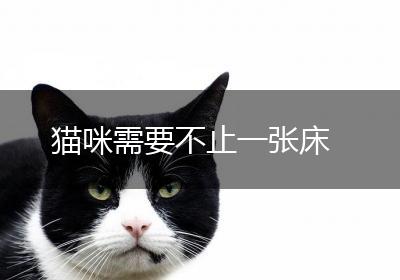 猫咪需要不止一张床