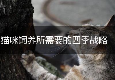 猫咪饲养所需要的四季战略