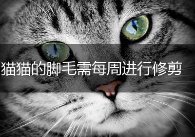 猫猫的脚毛需每周进行修剪