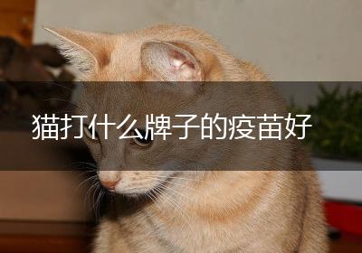 猫打什么牌子的疫苗好