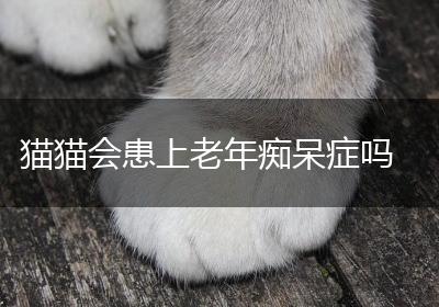 猫猫会患上老年痴呆症吗