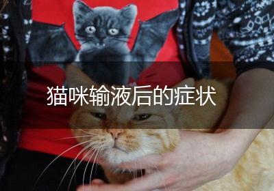 猫咪输液后的症状