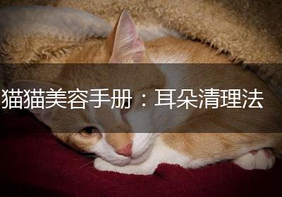 猫猫美容手册：耳朵清理法