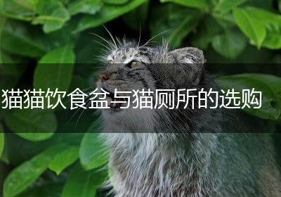 猫猫饮食盆与猫厕所的选购