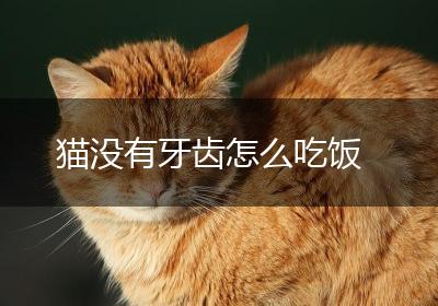 猫没有牙齿怎么吃饭