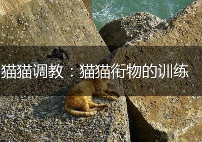 猫猫调教：猫猫衔物的训练