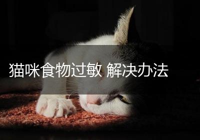 猫咪食物过敏 解决办法