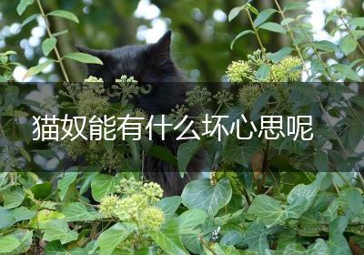 猫奴能有什么坏心思呢