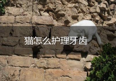 猫怎么护理牙齿