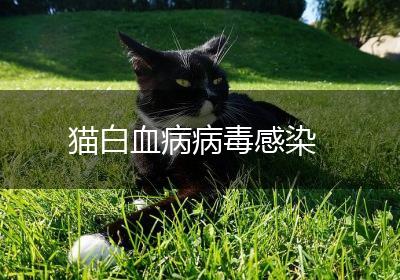 猫白血病病毒感染