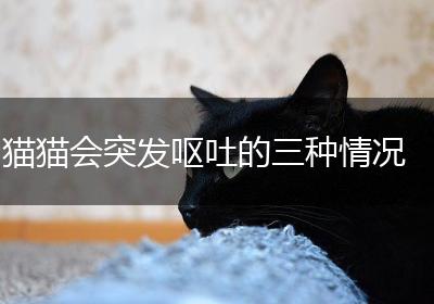 猫猫会突发呕吐的三种情况