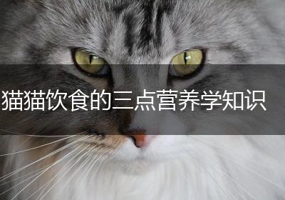 猫猫饮食的三点营养学知识