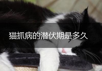 猫抓病的潜伏期是多久