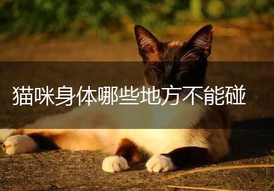 猫咪身体哪些地方不能碰