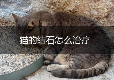 猫的结石怎么治疗