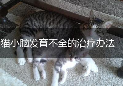 猫小脑发育不全的治疗办法