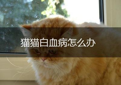 猫猫白血病怎么办
