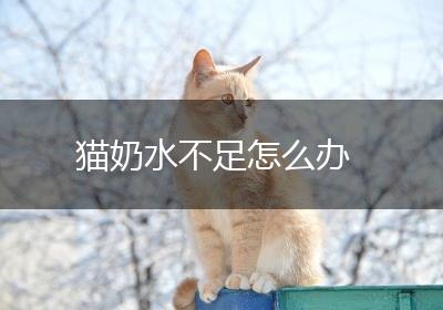猫奶水不足怎么办