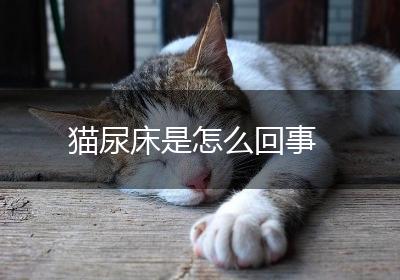 猫尿床是怎么回事