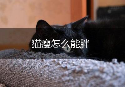 猫瘦怎么能胖