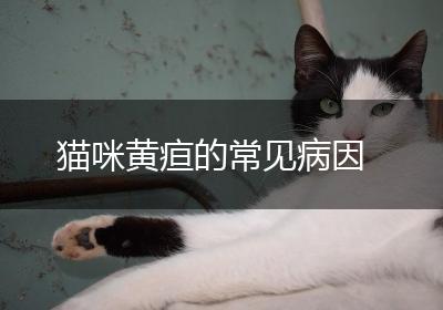 猫咪黄疸的常见病因