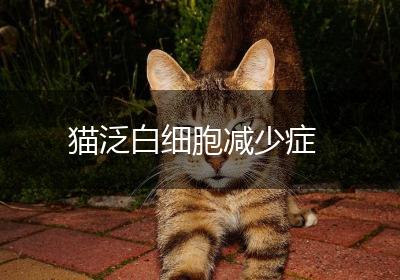 猫泛白细胞减少症