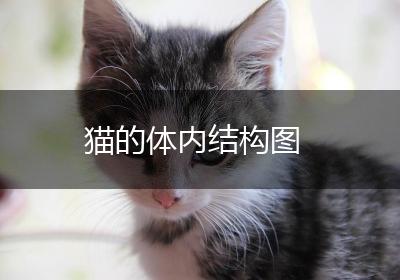 猫的体内结构图