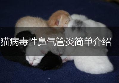 猫病毒性鼻气管炎简单介绍
