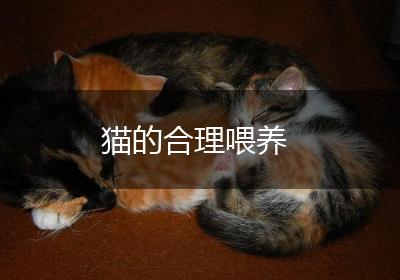 猫的合理喂养