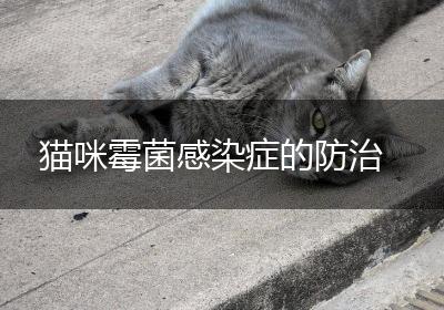 猫咪霉菌感染症的防治