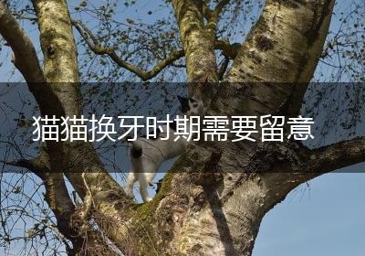 猫猫换牙时期需要留意