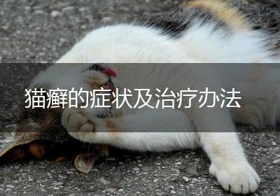 猫癣的症状及治疗办法