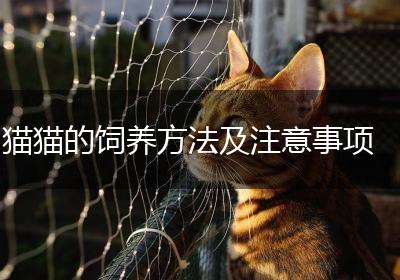 猫猫的饲养方法及注意事项