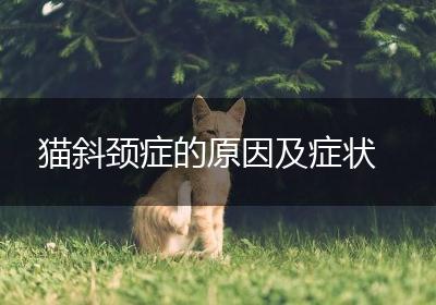 猫斜颈症的原因及症状